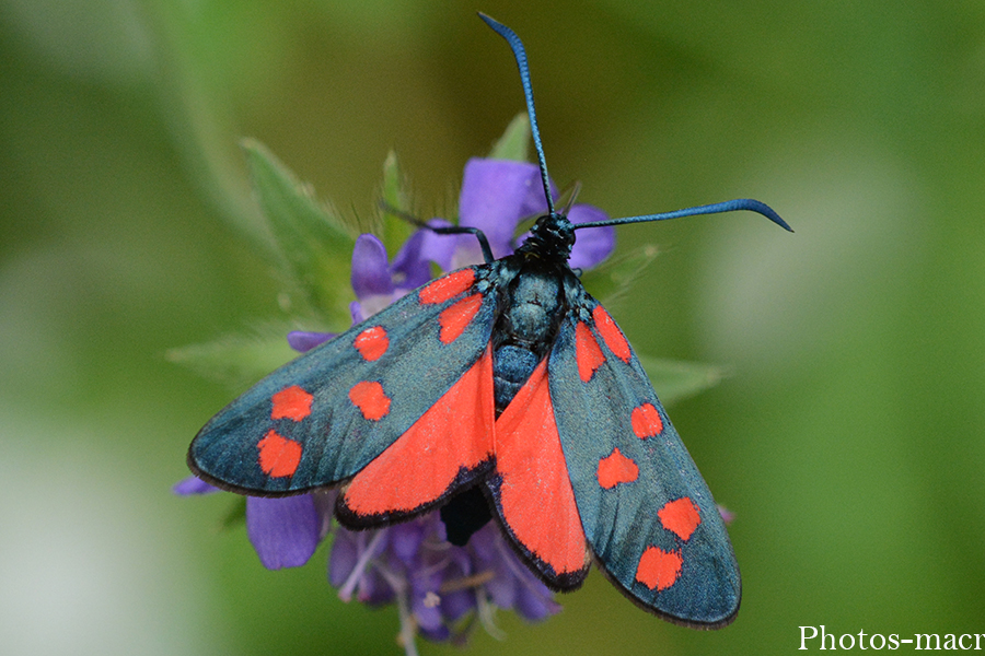 Zygaena filipendulae