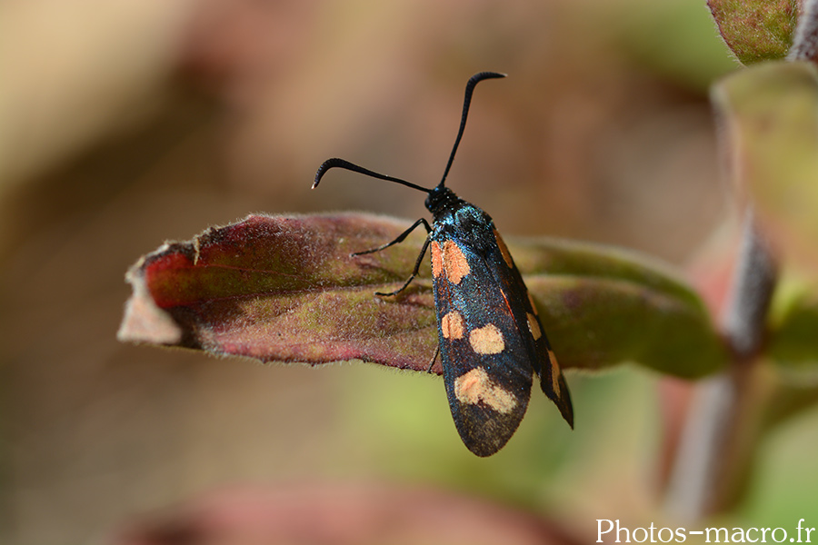 Zygaena filipendulae