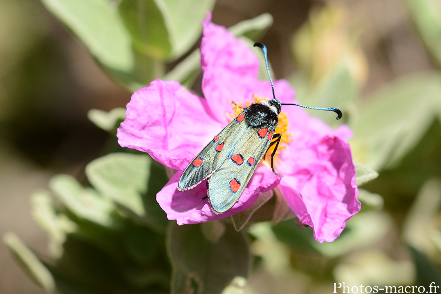 Zygaena lavandulae