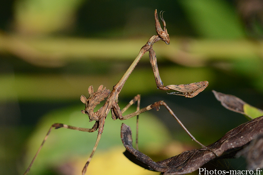 Empusa pennata