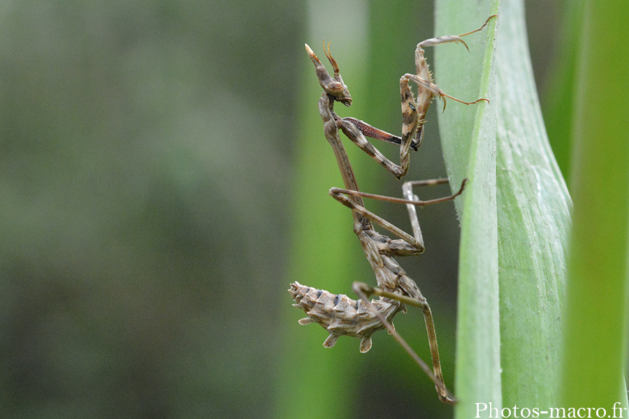 Empusa pennata