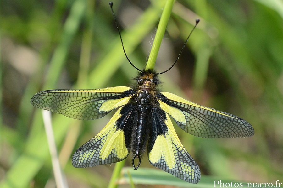 Libelloides coccajus