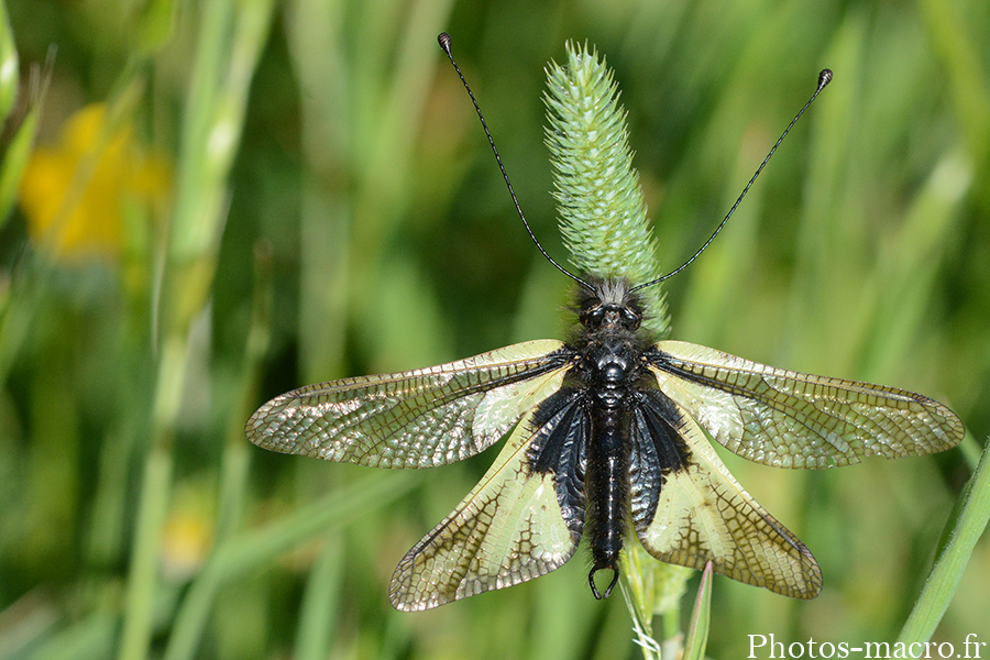 Libelloides coccajus