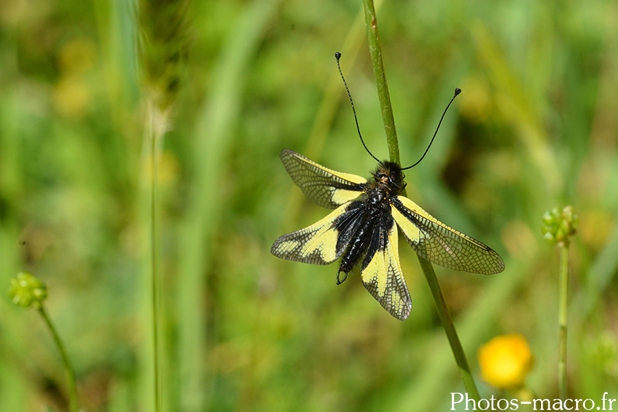 Libelloides coccajus