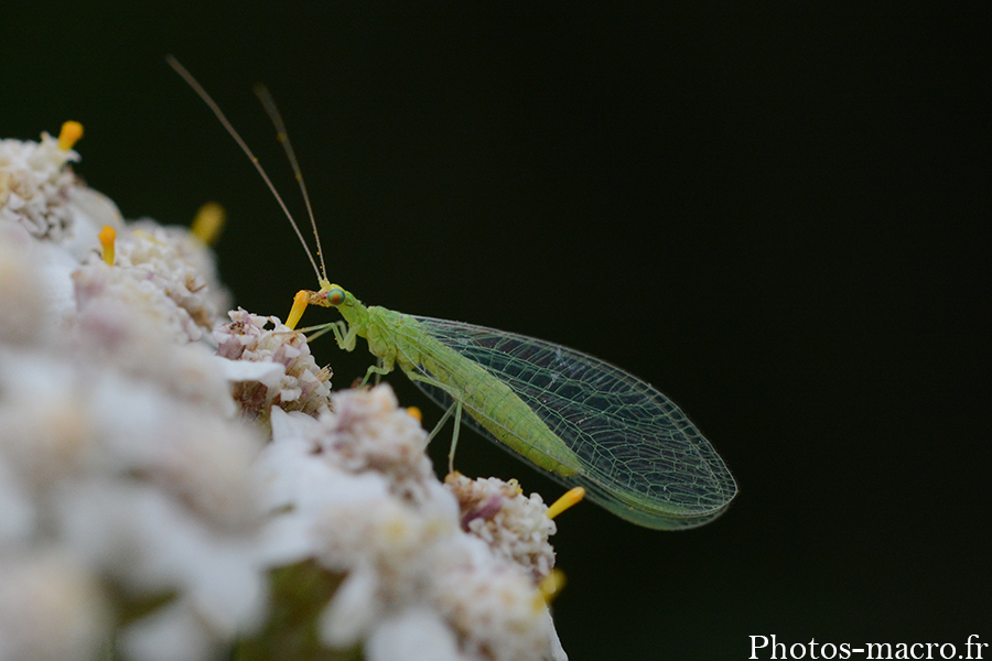 Chrysoperla carnea