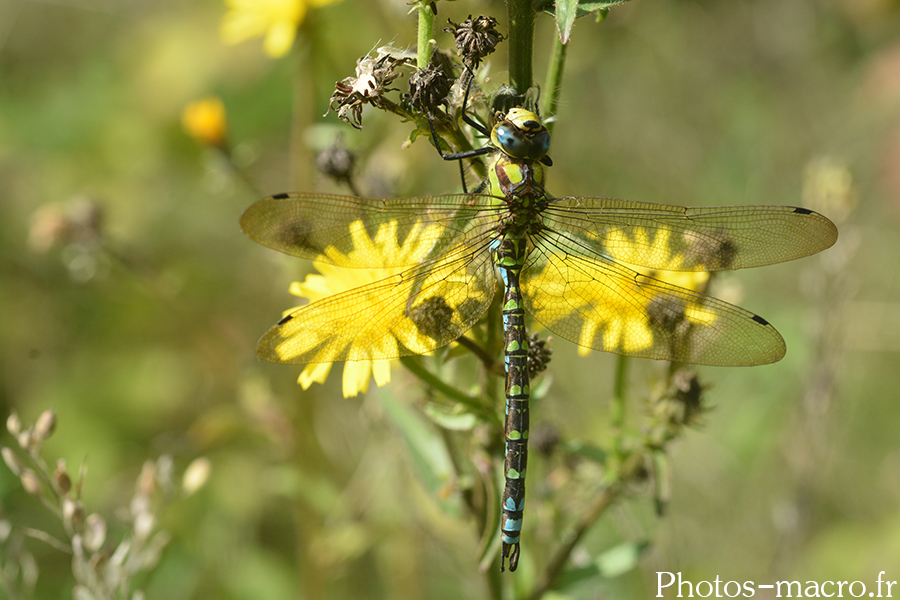 Aeshna cyanea