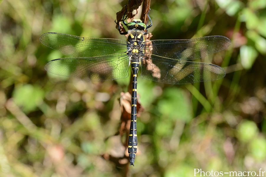 Cordulegaster boltonii