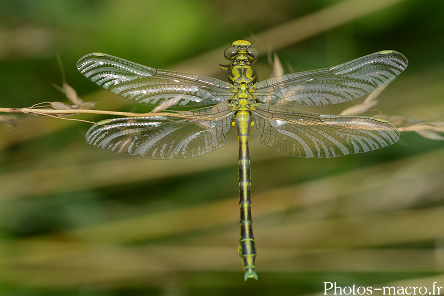 Gomphus graslinii