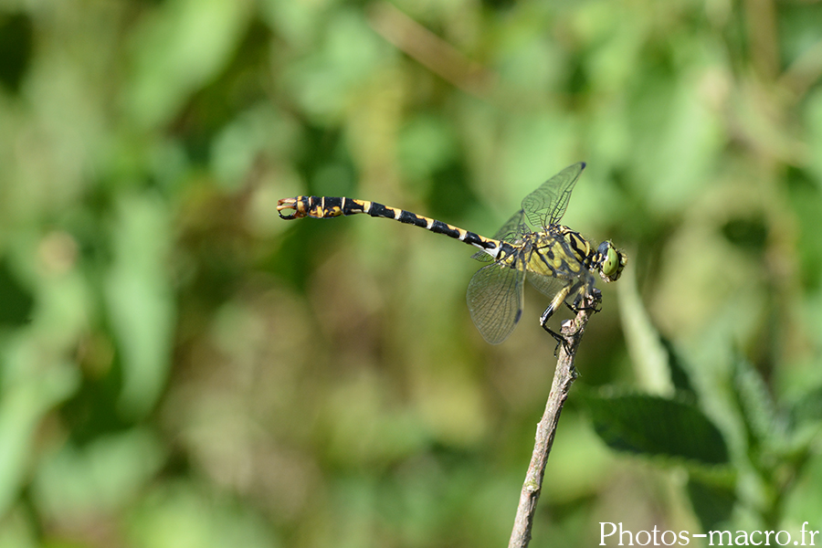 Onychogomphus forcipatus