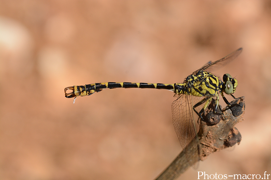 Onychogomphus forcipatus