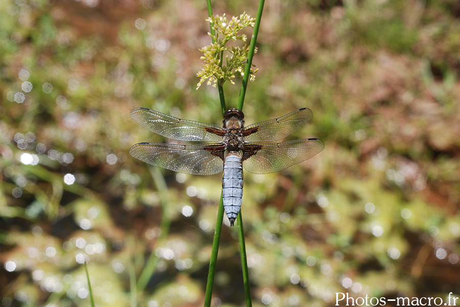 Libellula fulva