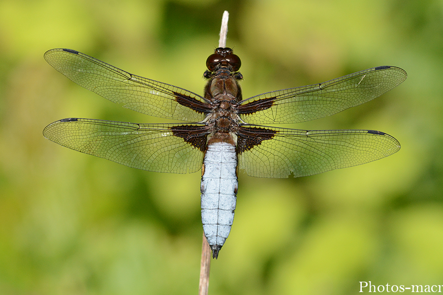 Libellula depressa