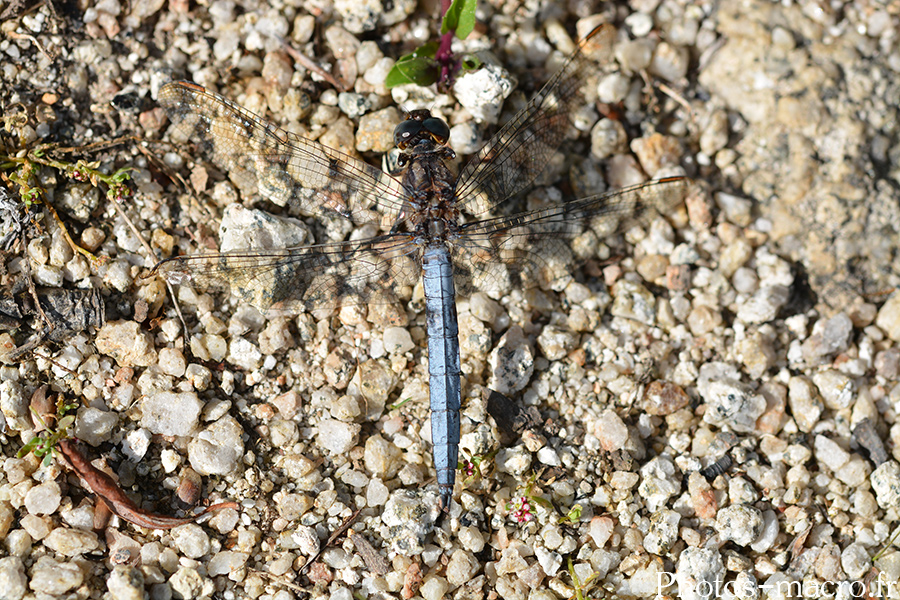 Libellula fulva