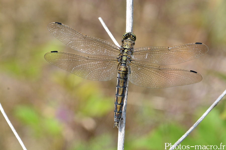 Orthetrum cancellatum