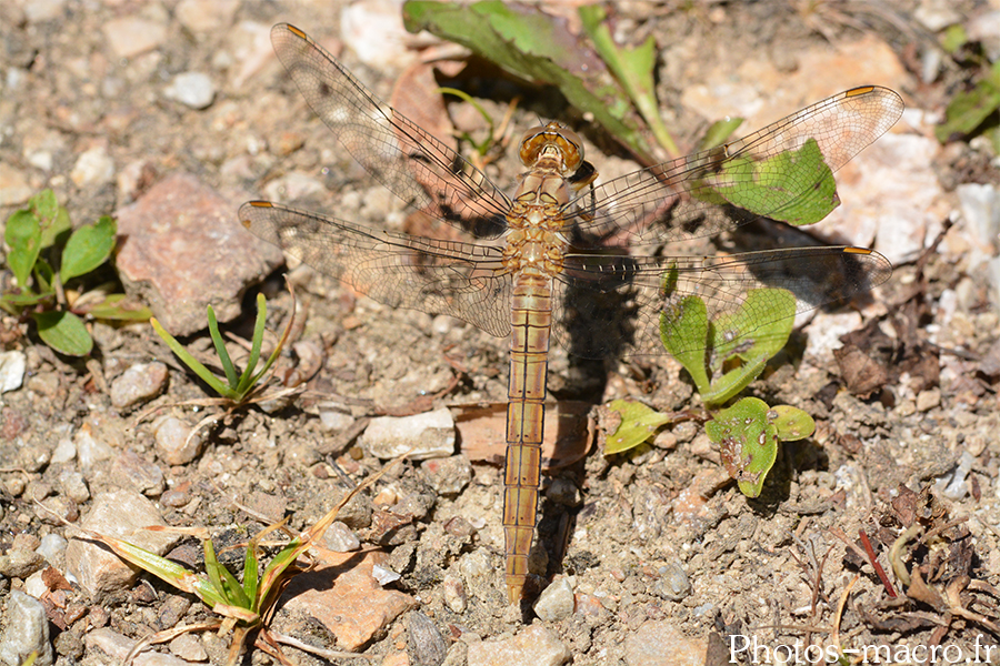 Orthetrum brunneum