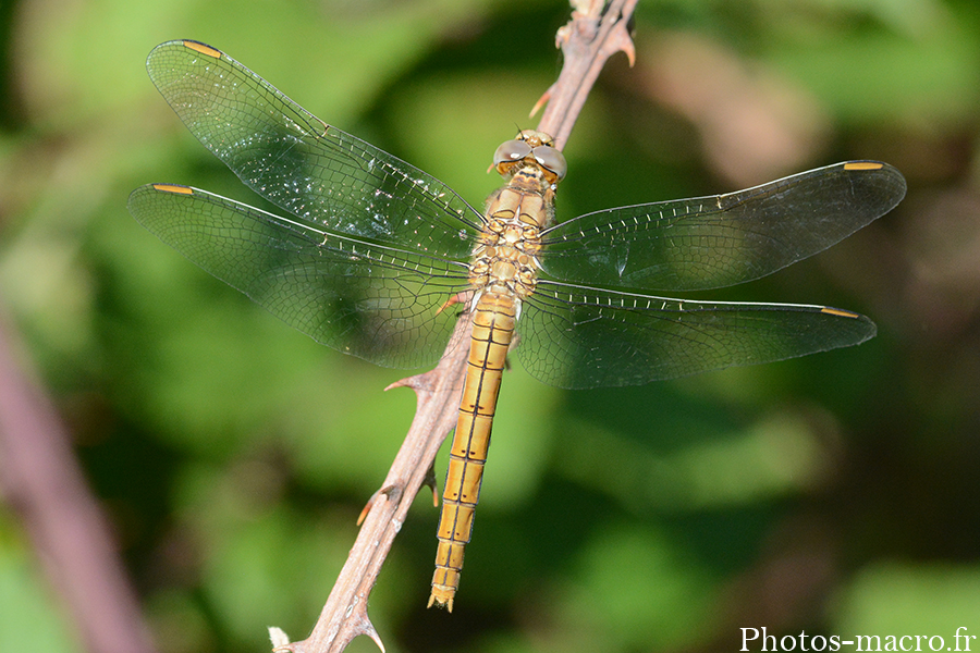 Orthetrum brunneum