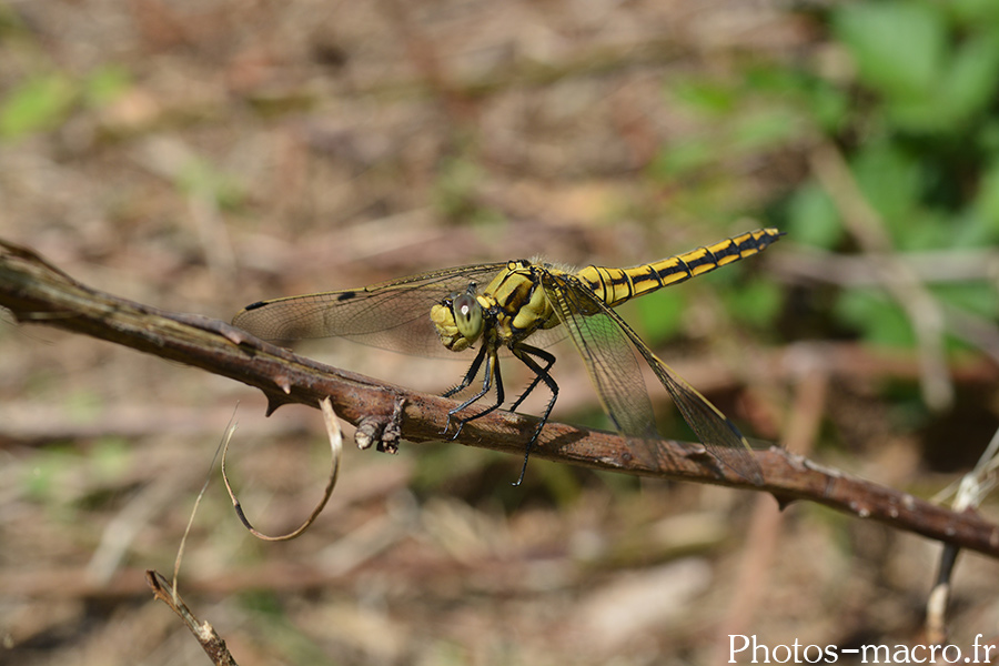 Orthetrum cancellatum