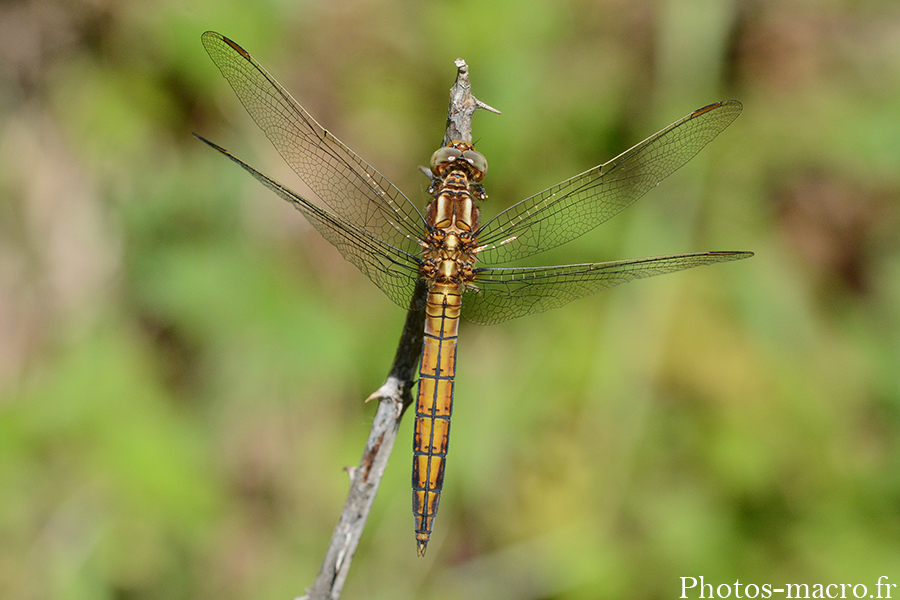 Orthetrum coerulescens