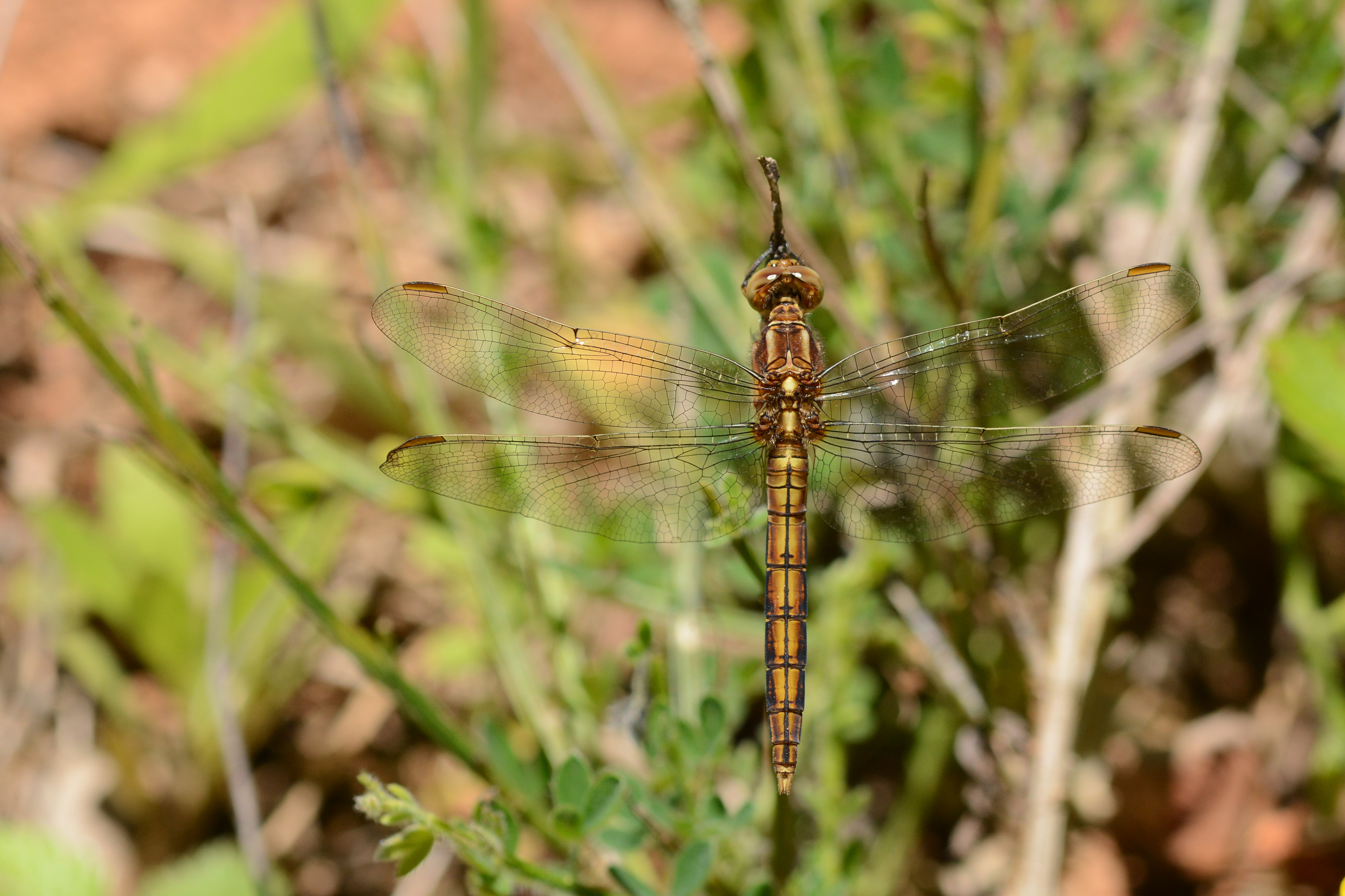 Orthetrum coerulescens