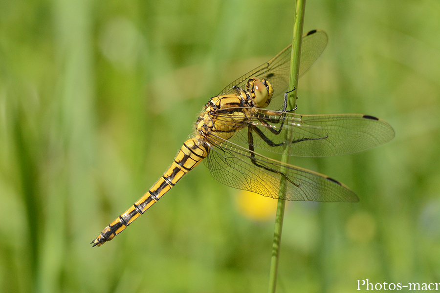 Sympetrum striolatum