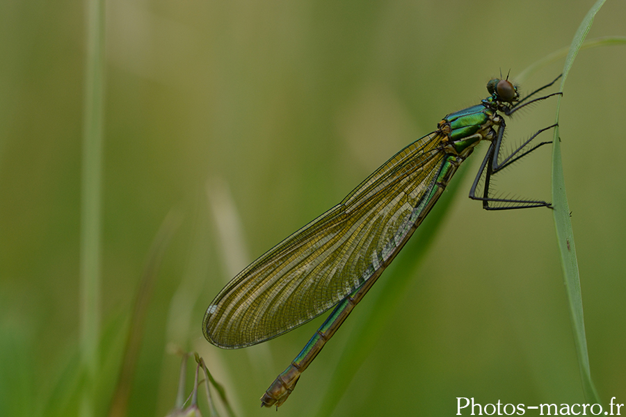 Calopteryx virgo