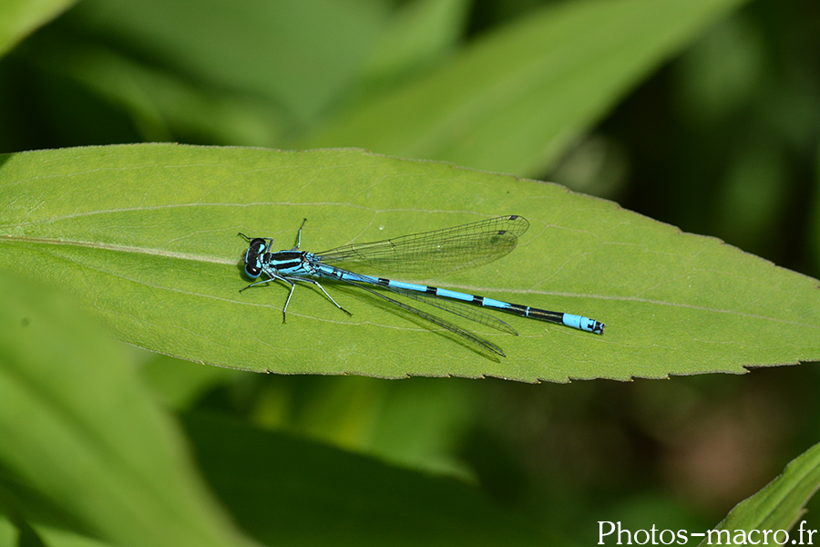 Coenagrion puella