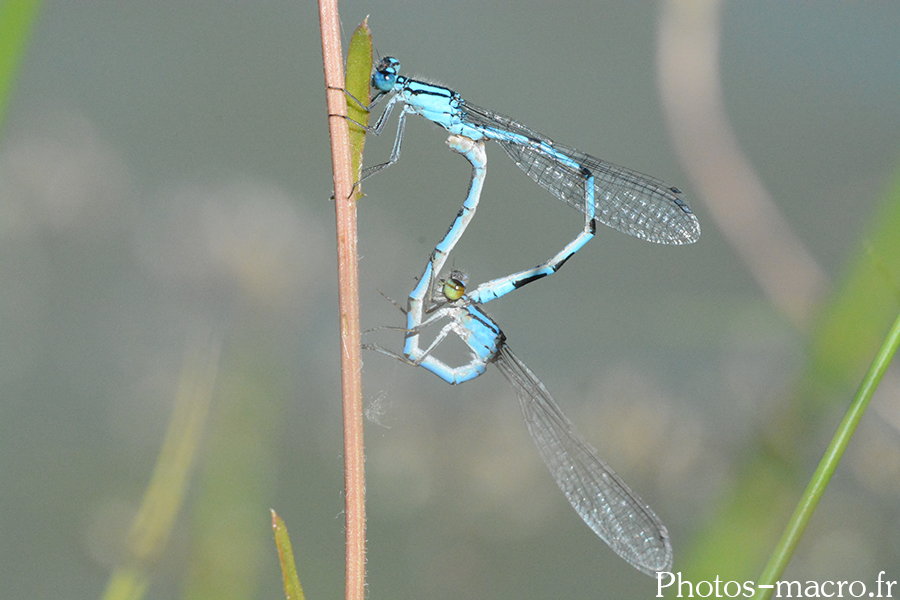 Coenagrion puella acc.