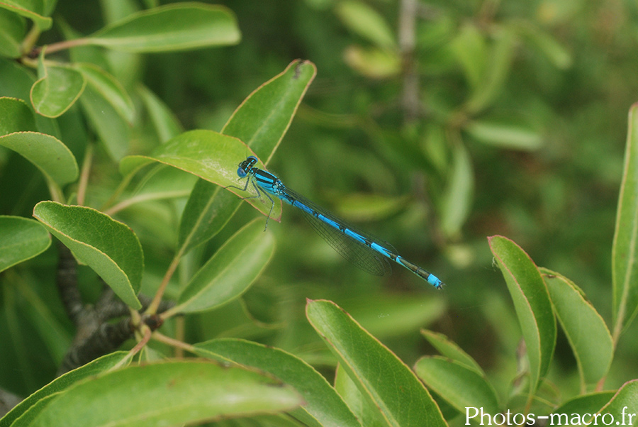 Erythromma lindenii