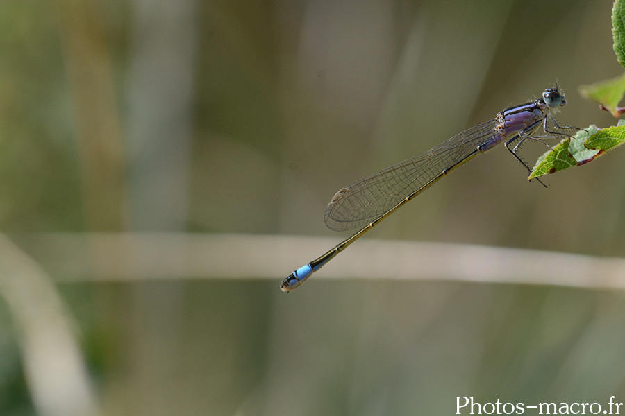 Ischnura elegans