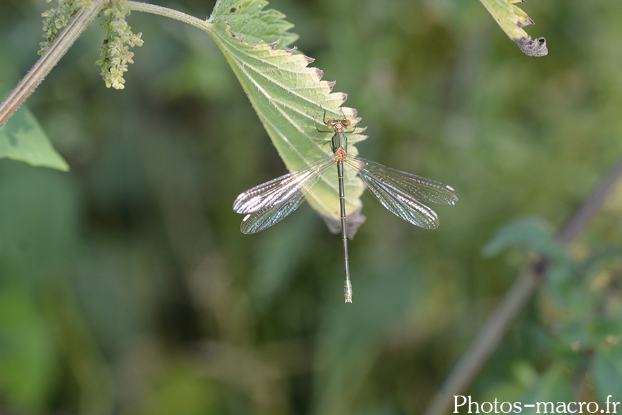 Chalcolestes viridis