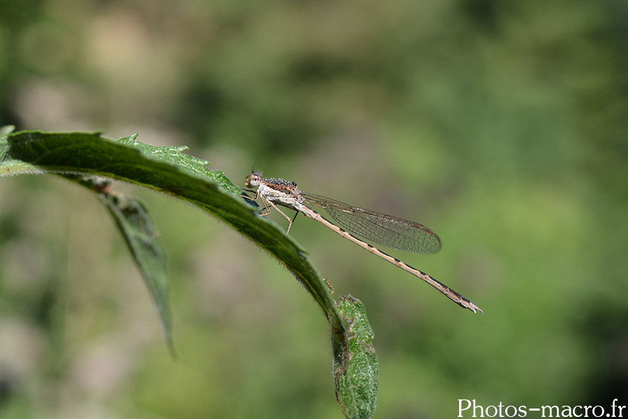 Sympecma fusca