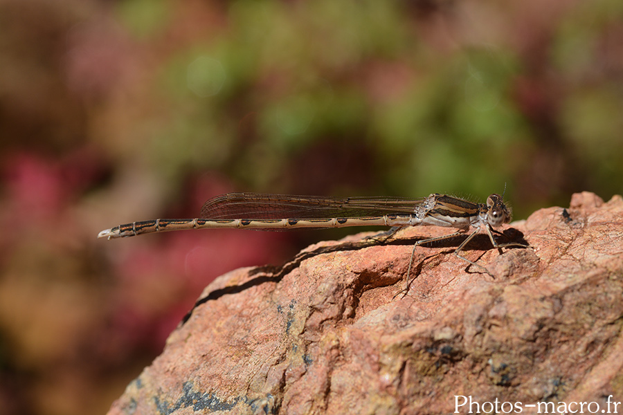 Sympecma fusca