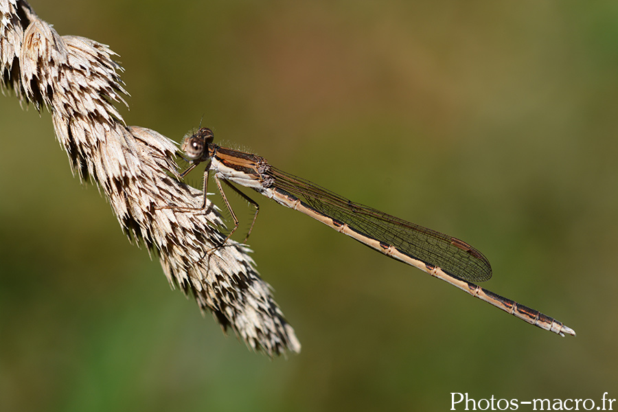 Sympecma fusca