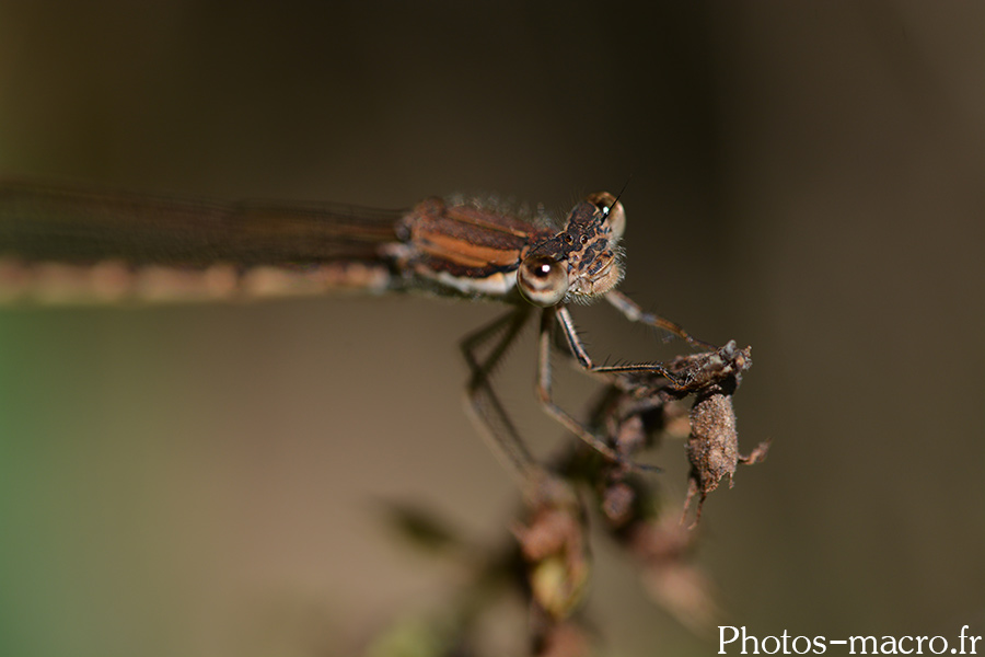 Sympecma fusca