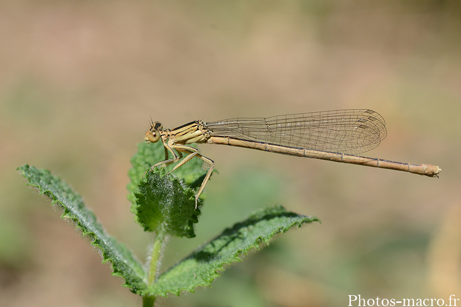 Platycnemis pennipes