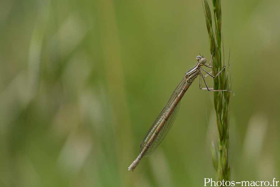 Platycnemis pennipes
