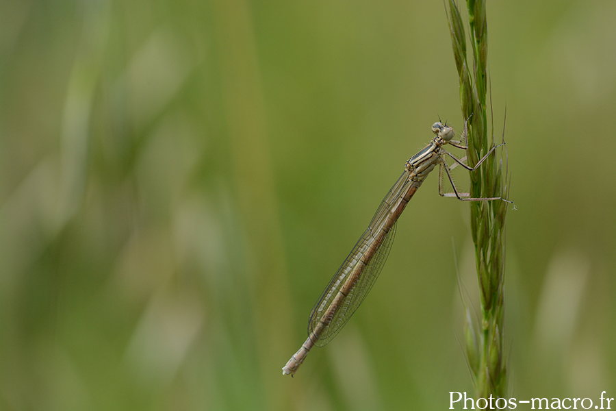 Platycnemis pennipes