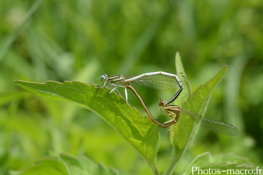 Platycnemis pennipes