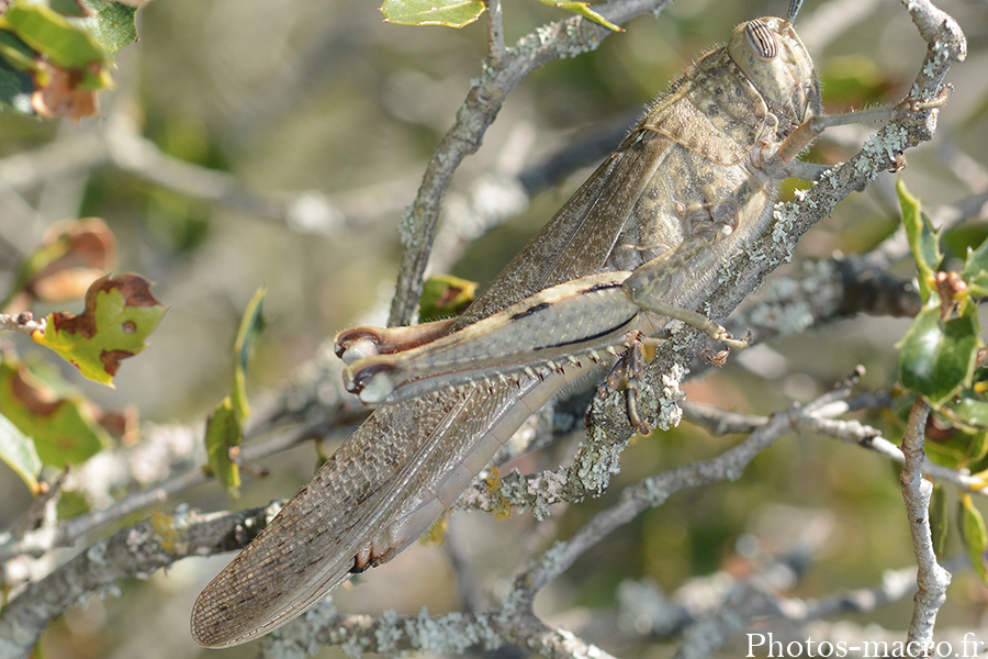 Anacridium aegyptium