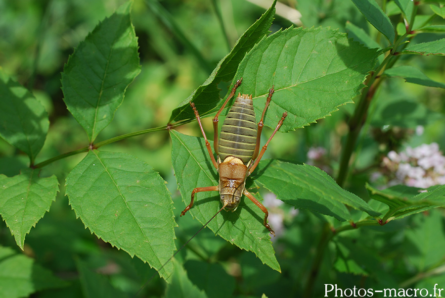 Ephippiger ephippiger