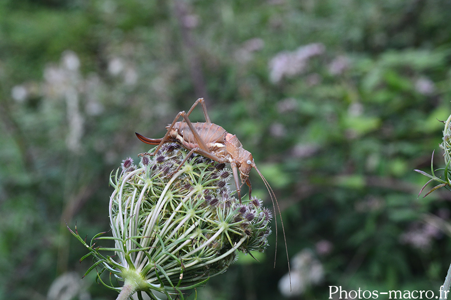 Ephippiger ephippiger