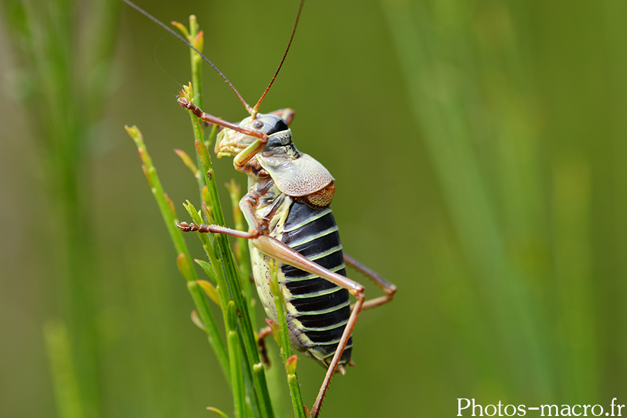 Ephippiger diurnus