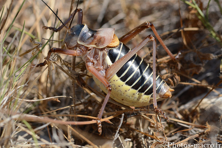 Ephippiger ephippiger