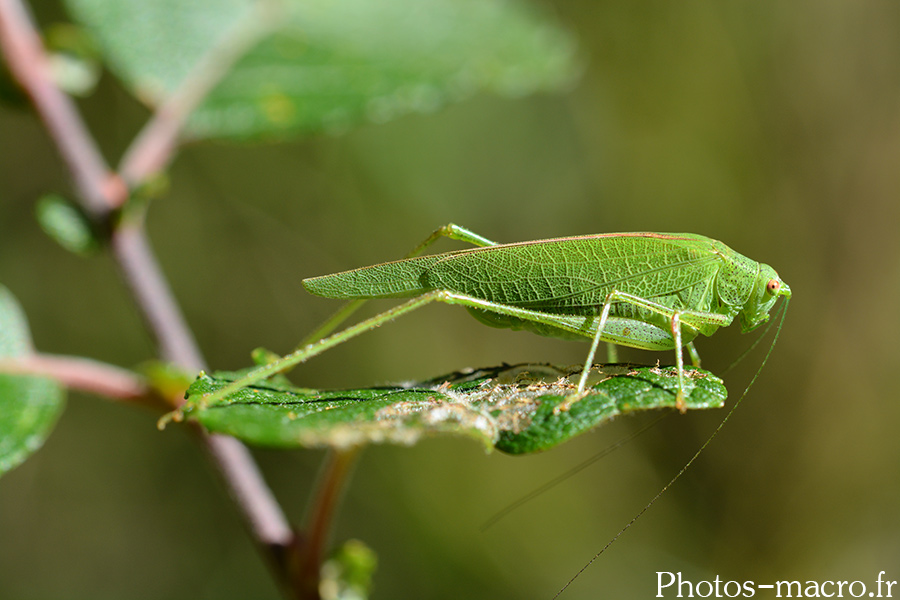 Phaneroptera falcata