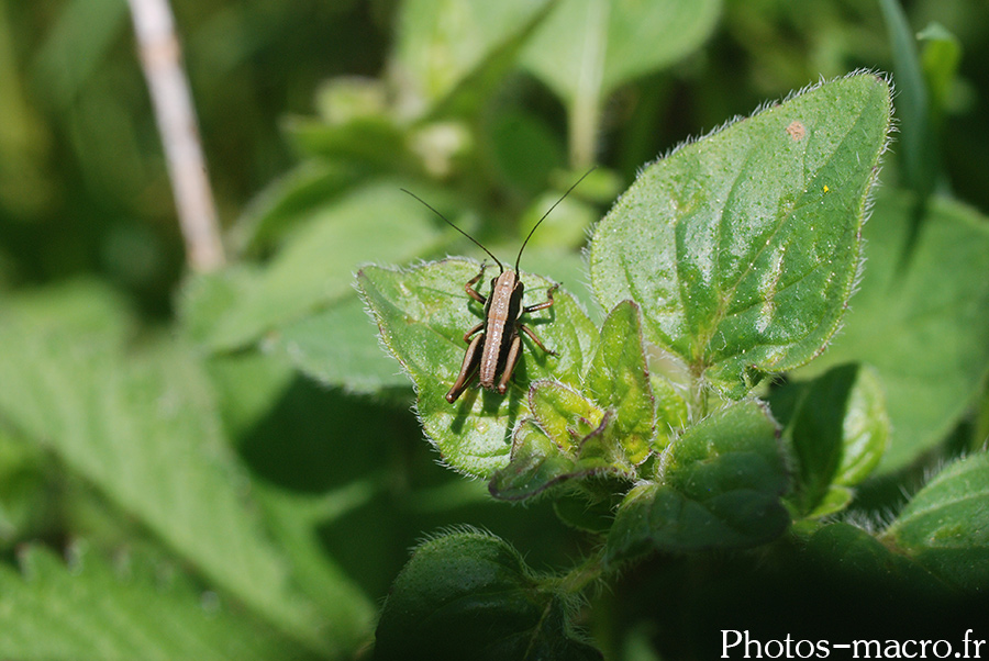 Pholidoptera griseoaptera