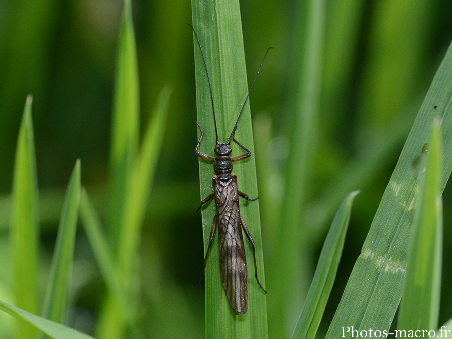 Strophopteryx fasciata