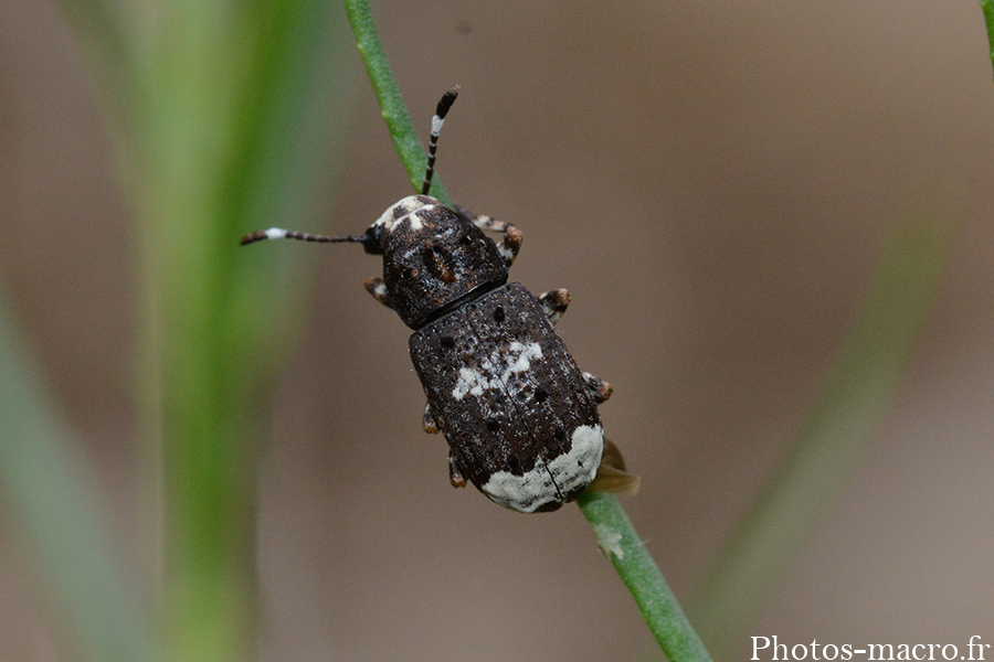 Platystomos albinus