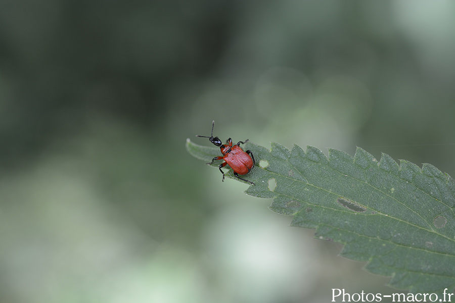 Apoderus coryli