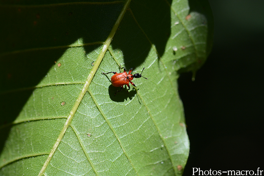 Apoderus coryli