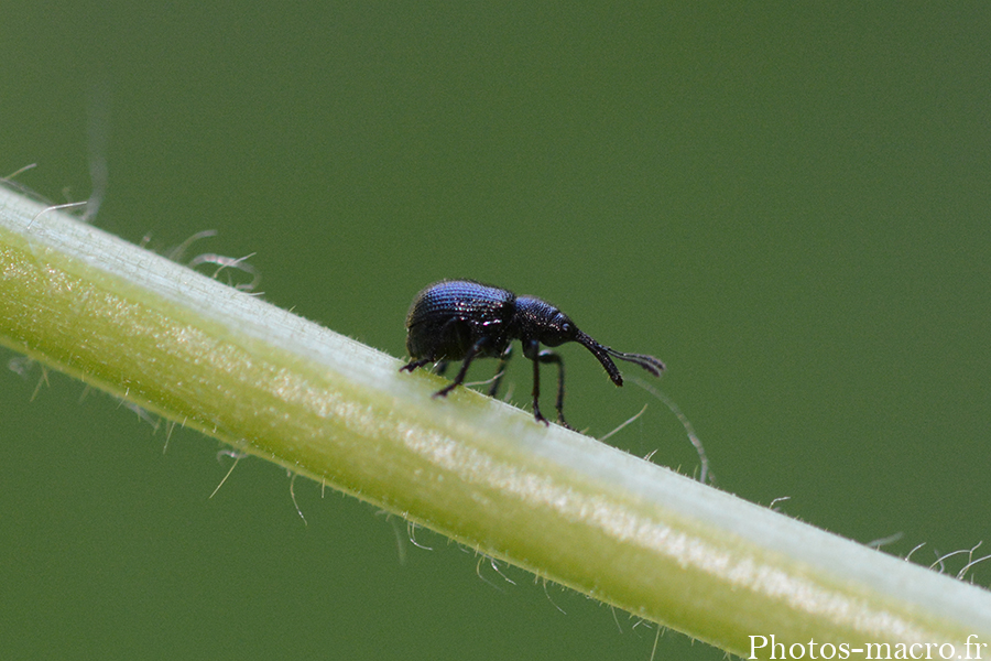 Holotrichapion sp.